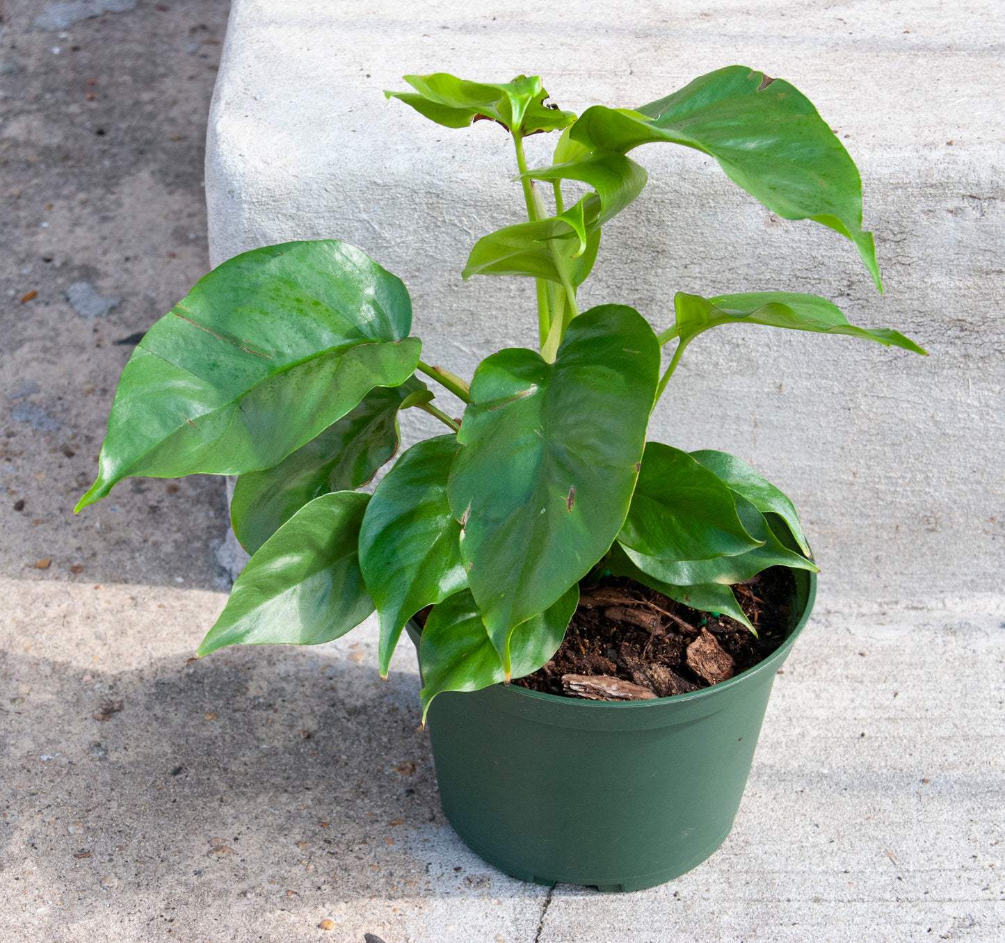 Rhaphidophora tetrasperma 'Philodendron Minima'