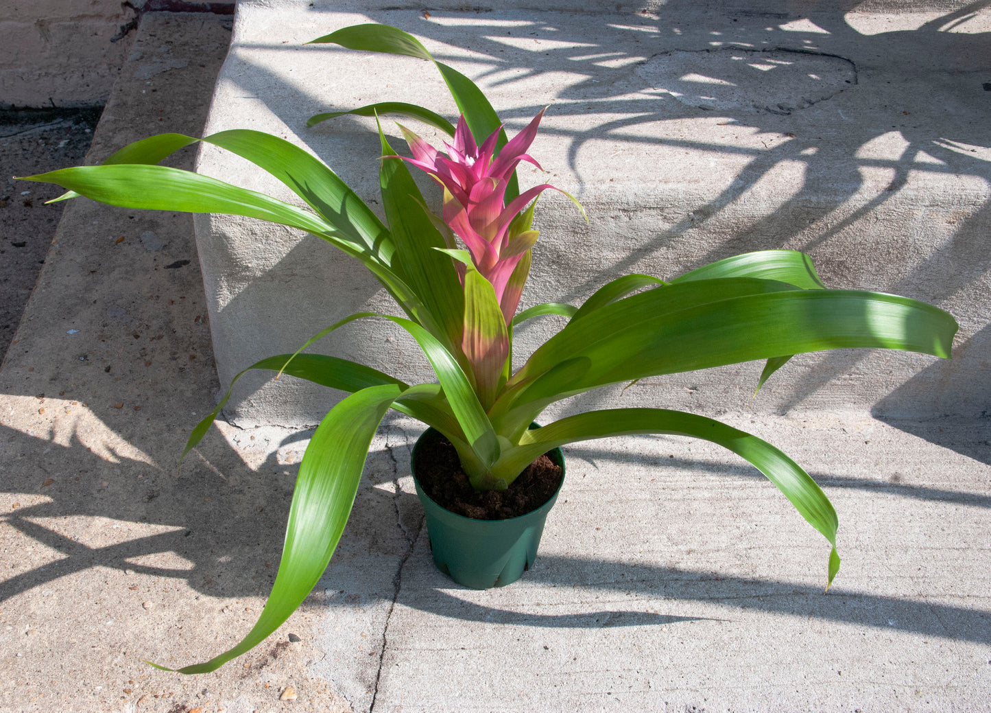 Rental Guzmania Bromeliad