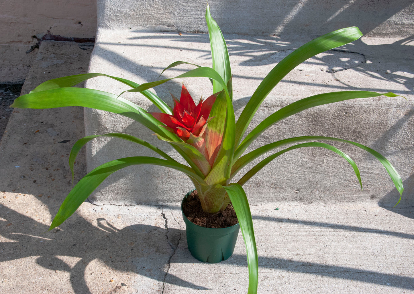 Rental Guzmania Bromeliad