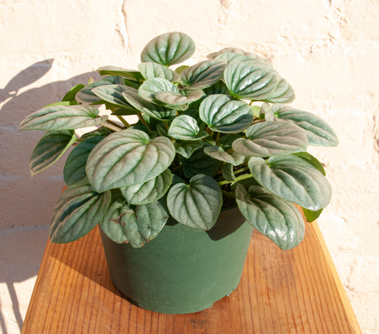 Peperomia caperata