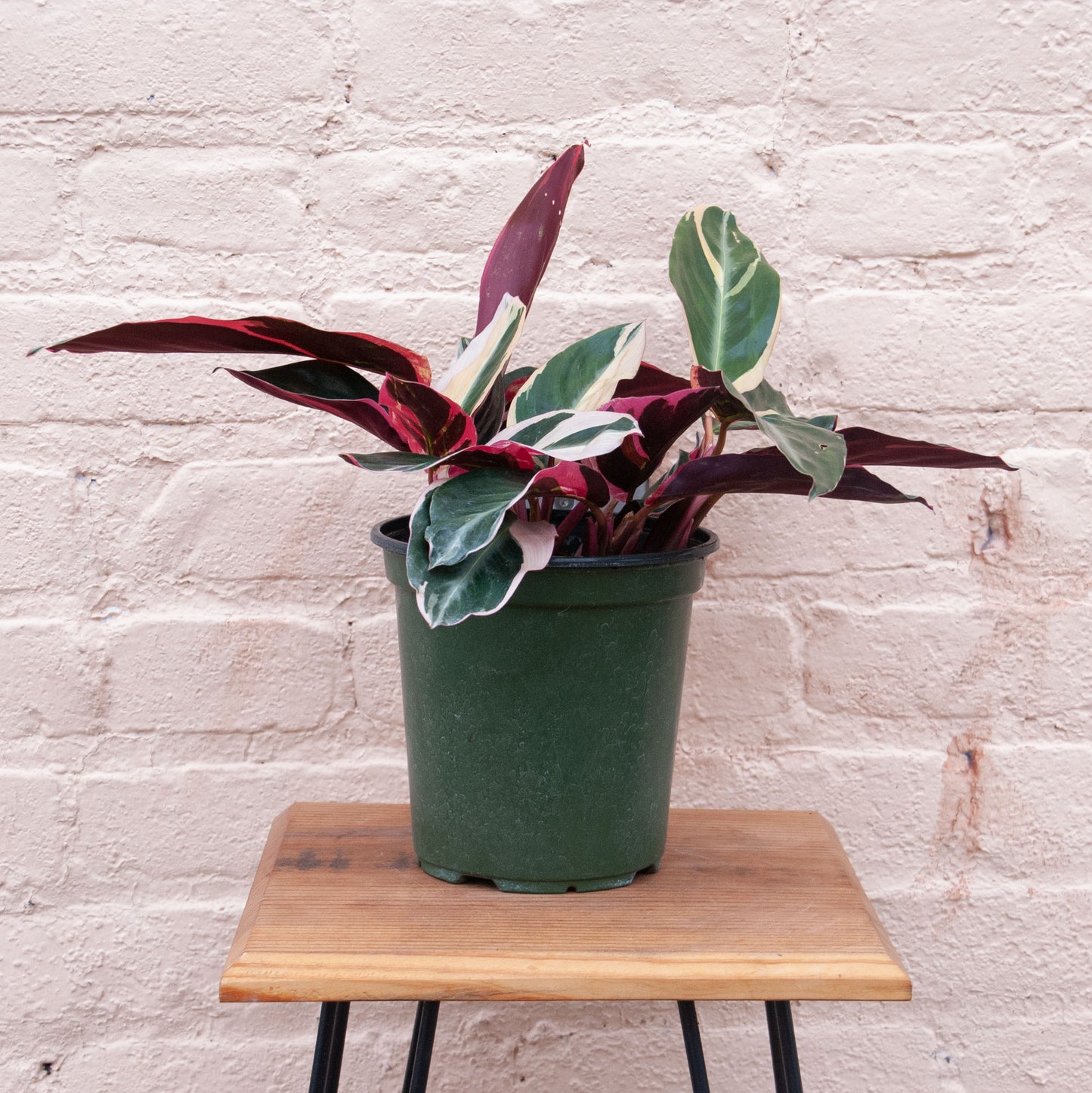 Stromanthe sanguinea Triostar