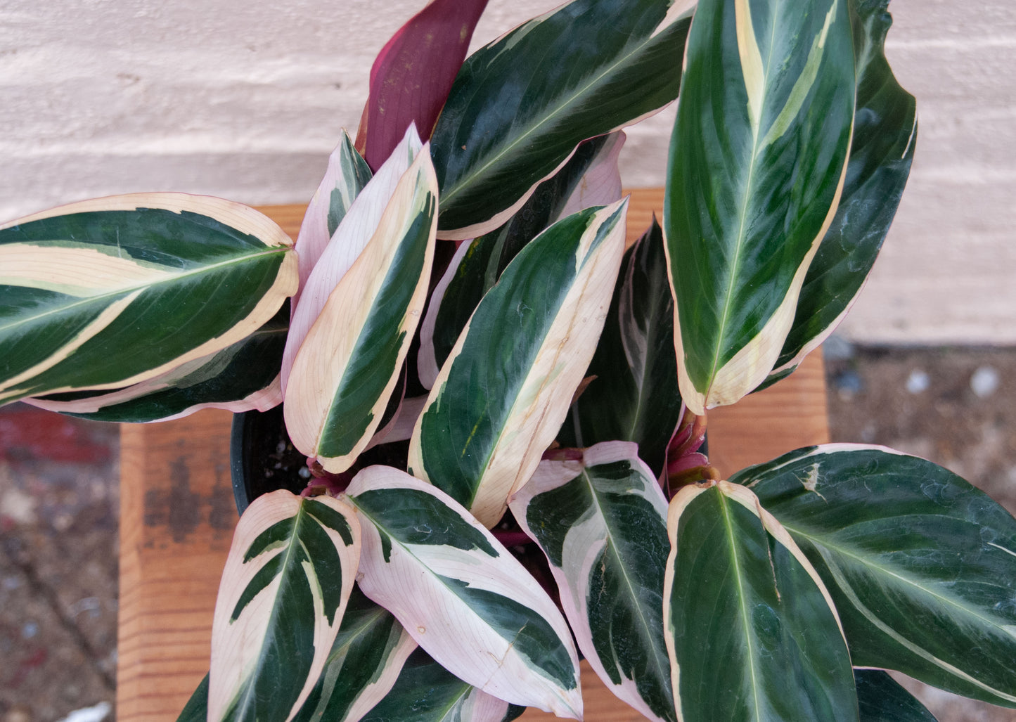 Stromanthe sanguinea Triostar