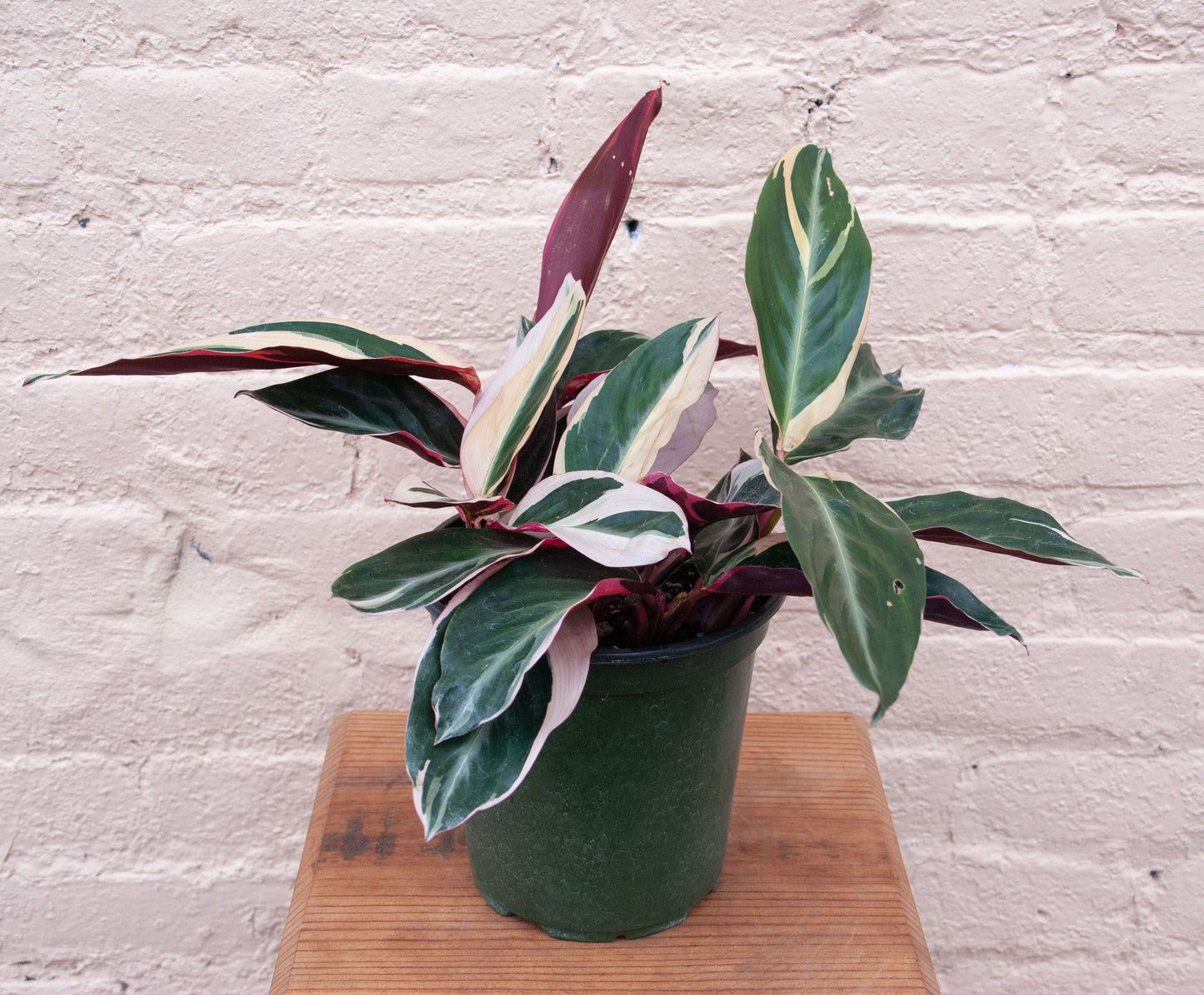 Stromanthe sanguinea Triostar