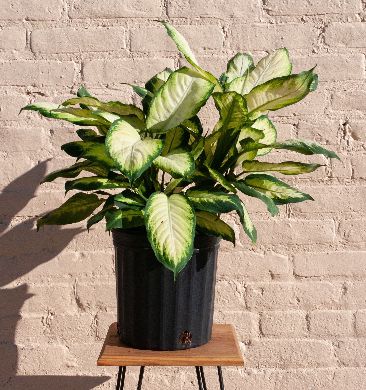 Dieffenbachia 'Camille'