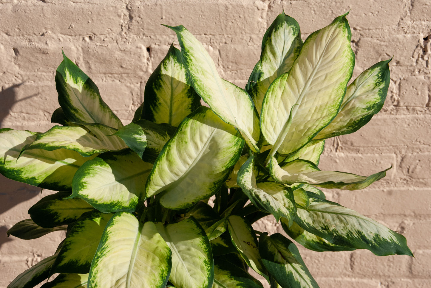 Dieffenbachia 'Camille'