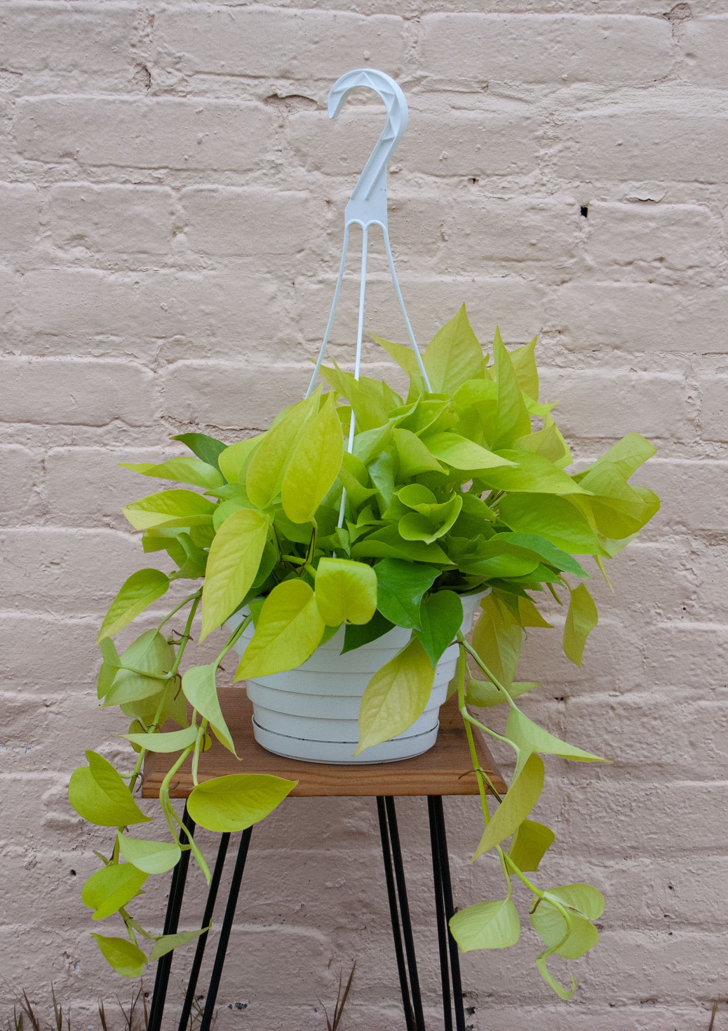 Epipremnum aureum 'Neon Pothos'