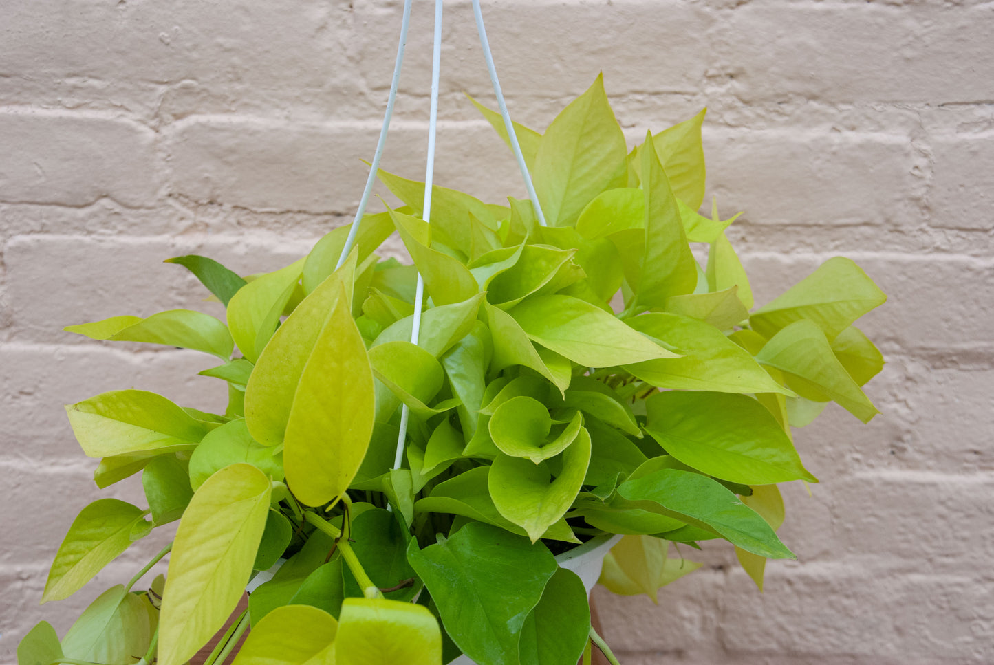 Epipremnum aureum 'Neon Pothos'