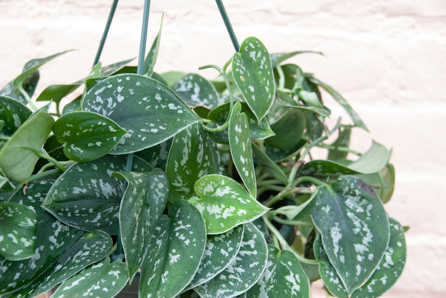 Scindapsus 'Silver Satin'