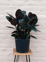 Load image into Gallery viewer, Ficus elastica burgundy
