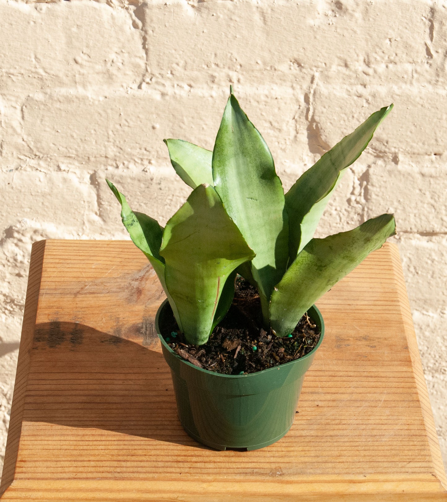 Sansevieria Moonshine