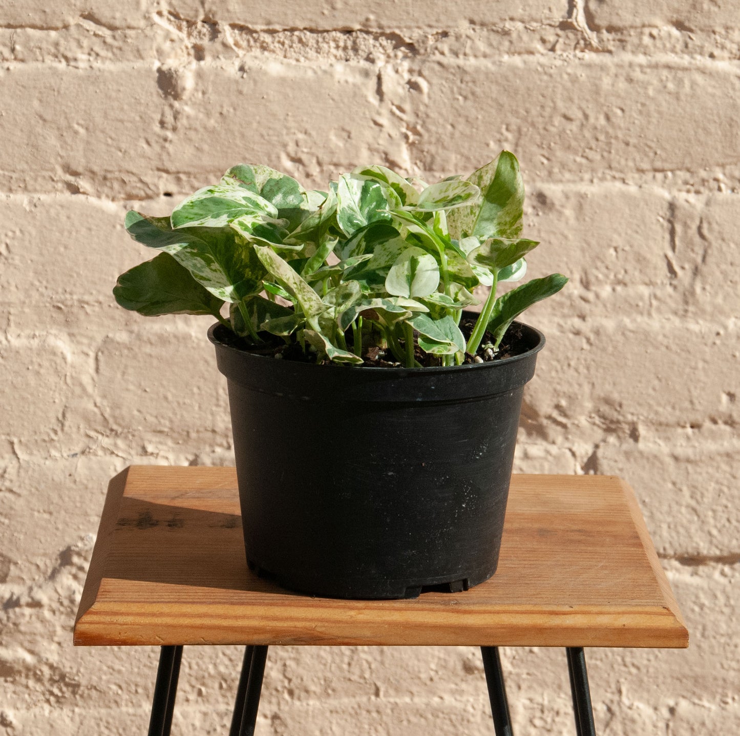 Epipremnum aureum 'Pearls and Jade Pothos'