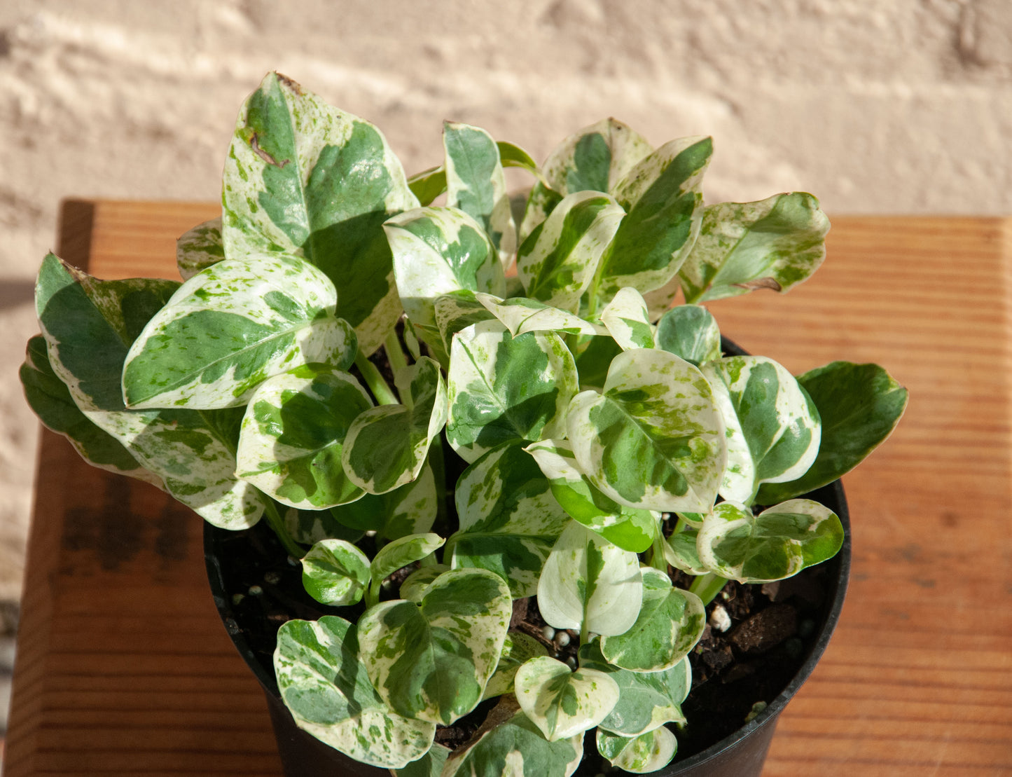 Epipremnum aureum 'Pearls and Jade Pothos'