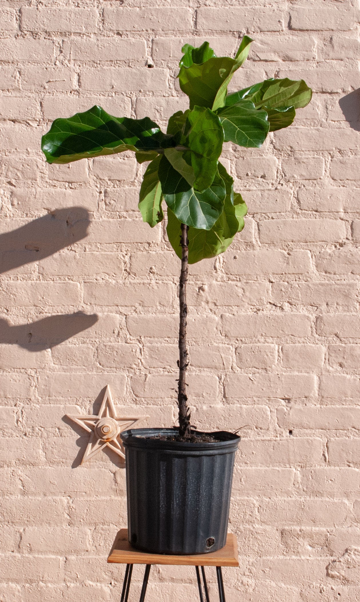 Ficus lyrata 'Fiddle Leaf Fig'