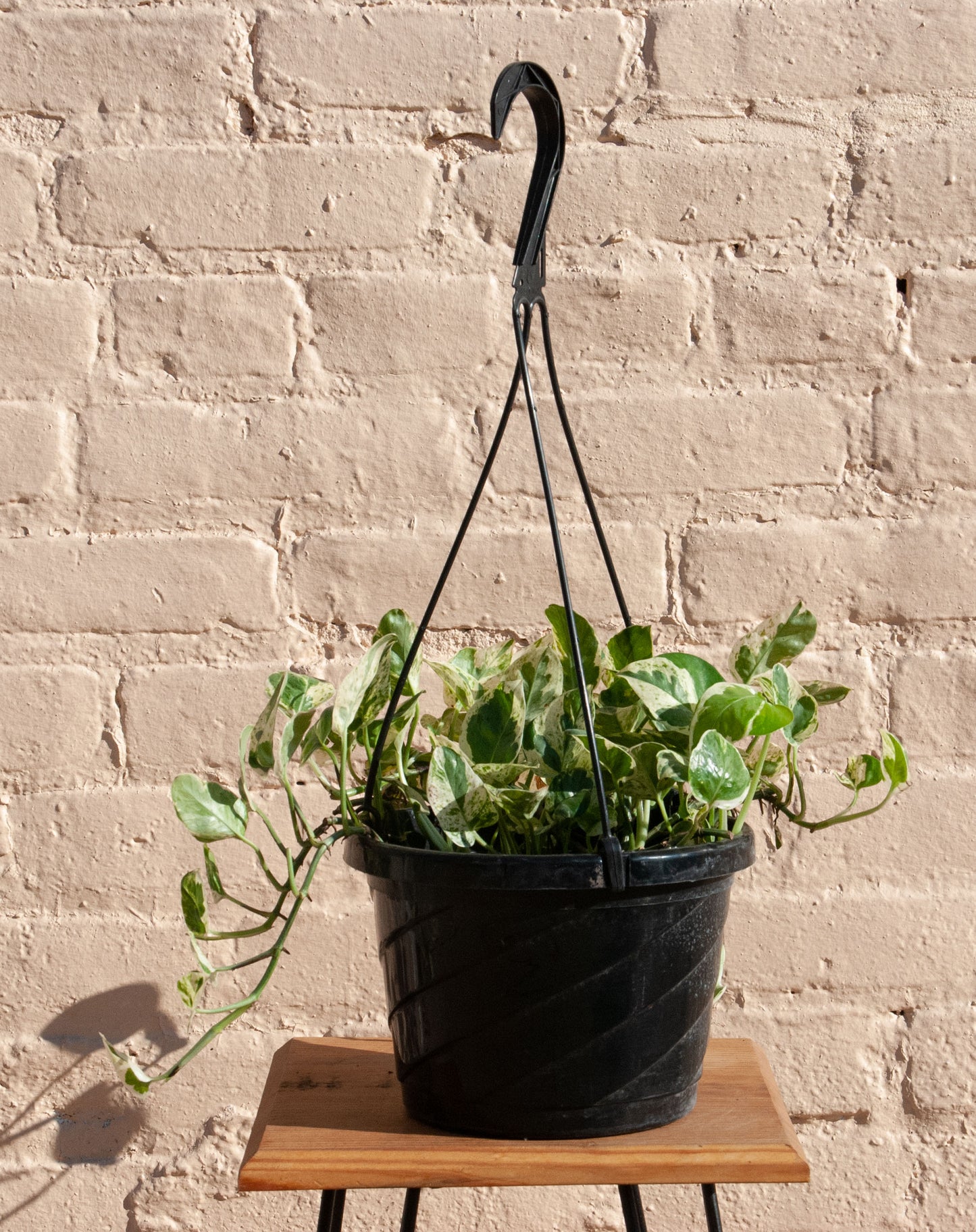 Epipremnum aureum 'Pearls and Jade Pothos'