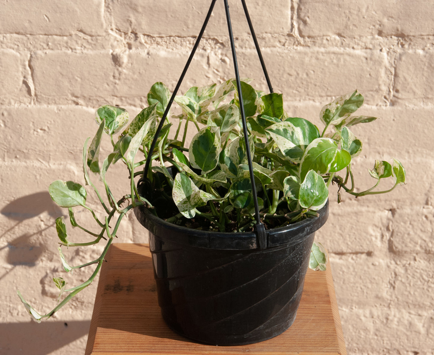 Epipremnum aureum 'Pearls and Jade Pothos'