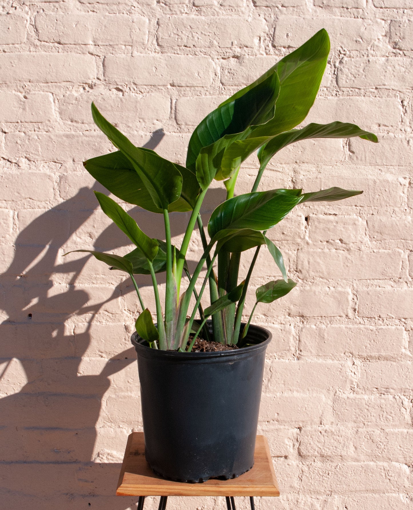 Rental Strelitzia nicolai 'Bird of Paradise'