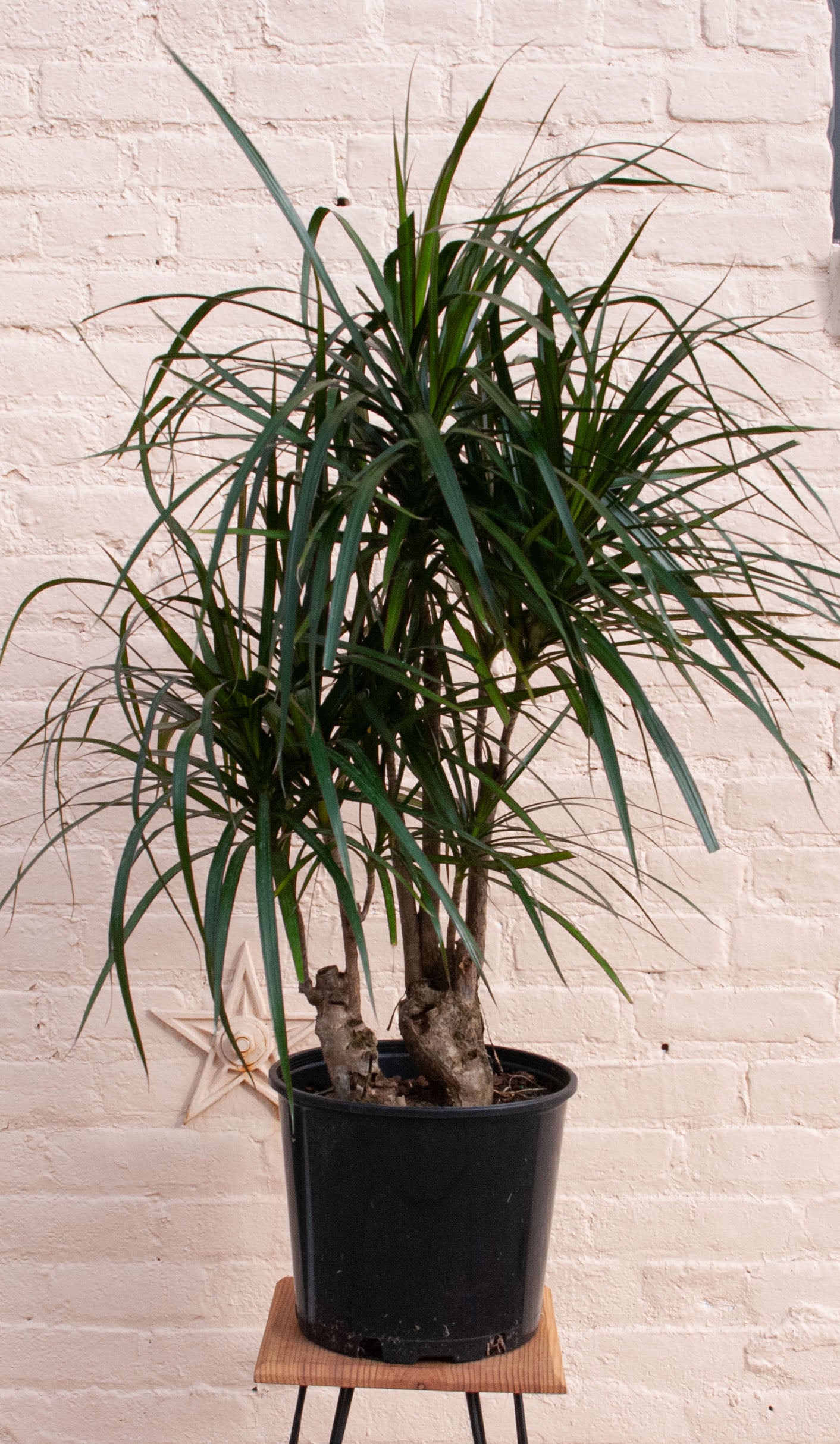 Dracaena angustifolia 'Dracaena Marginata'