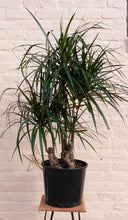 Load image into Gallery viewer, Dracaena angustifolia &#39;Dracaena Marginata&#39;
