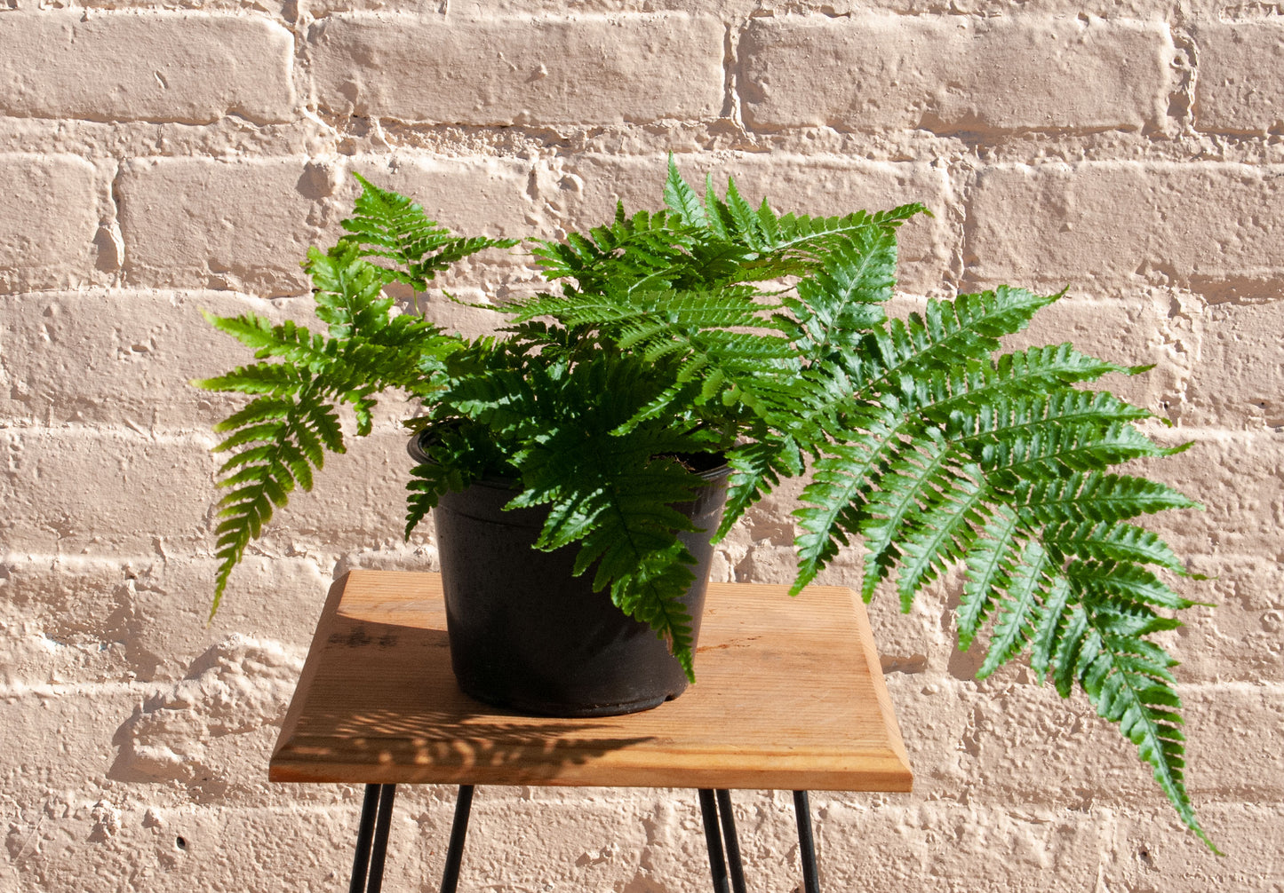 Dryopteris erythrosora 'Autumn Fern'