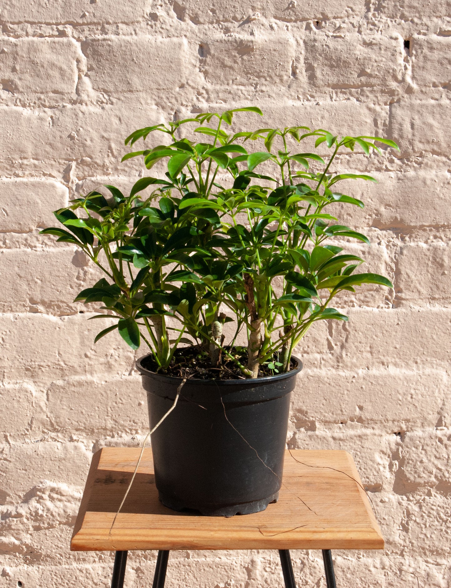 Schefflera Arboricola Luseane