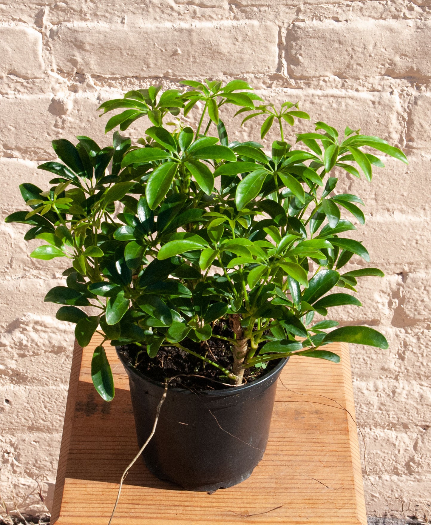 Schefflera Arboricola Luseane