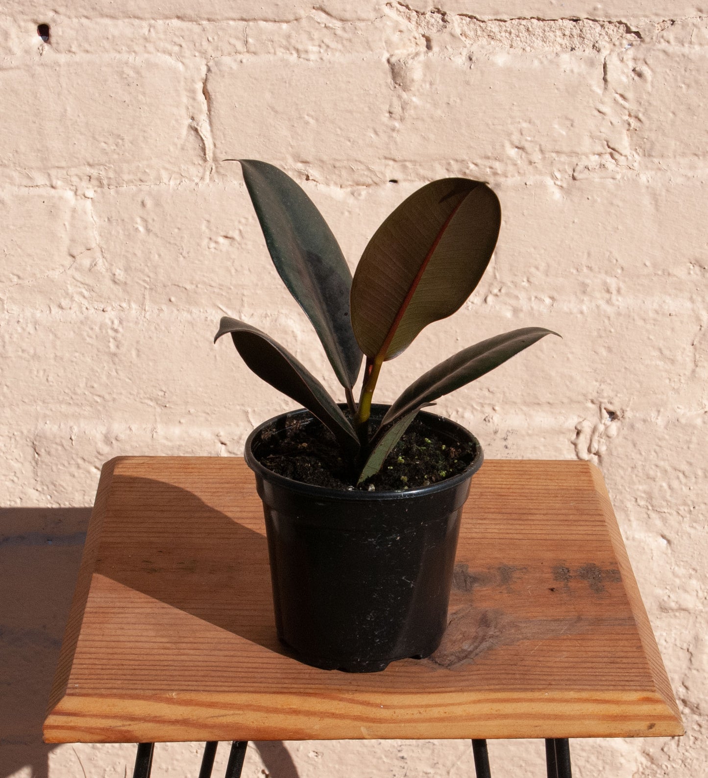 Ficus elastica 'Burgundy'