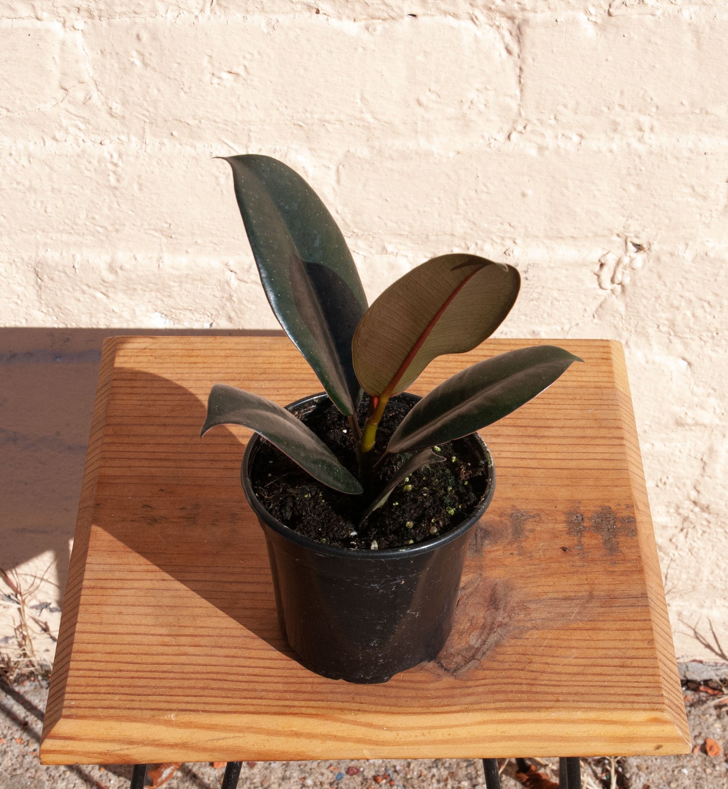 Ficus elastica 'Burgundy'