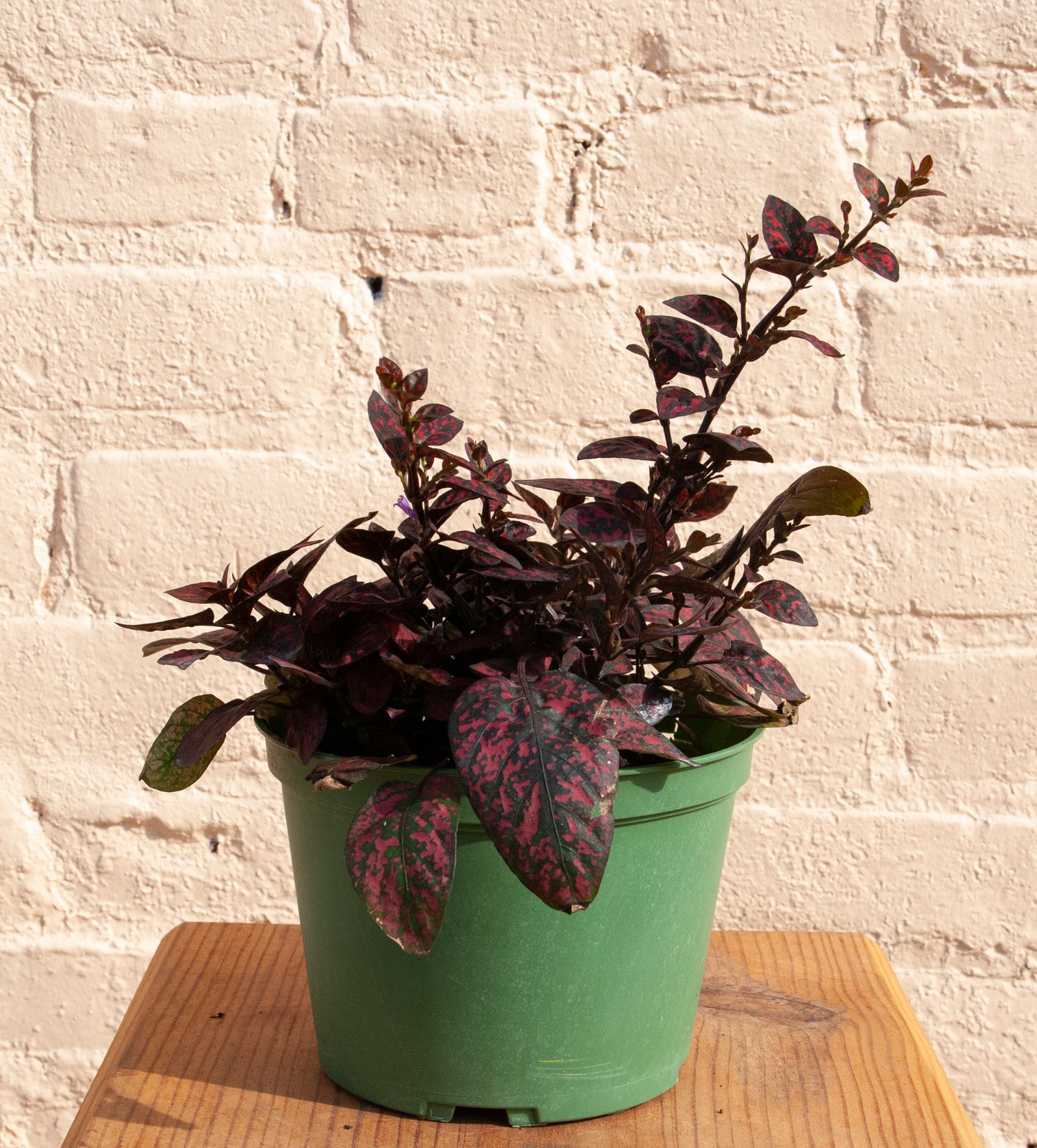 Hypoestes phyllostachya 'Polka dot Plant'