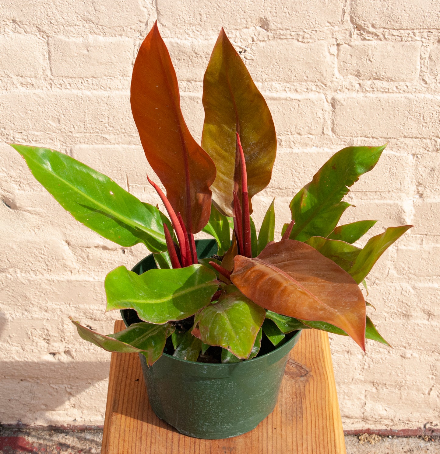 Philodendron Prince of Orange