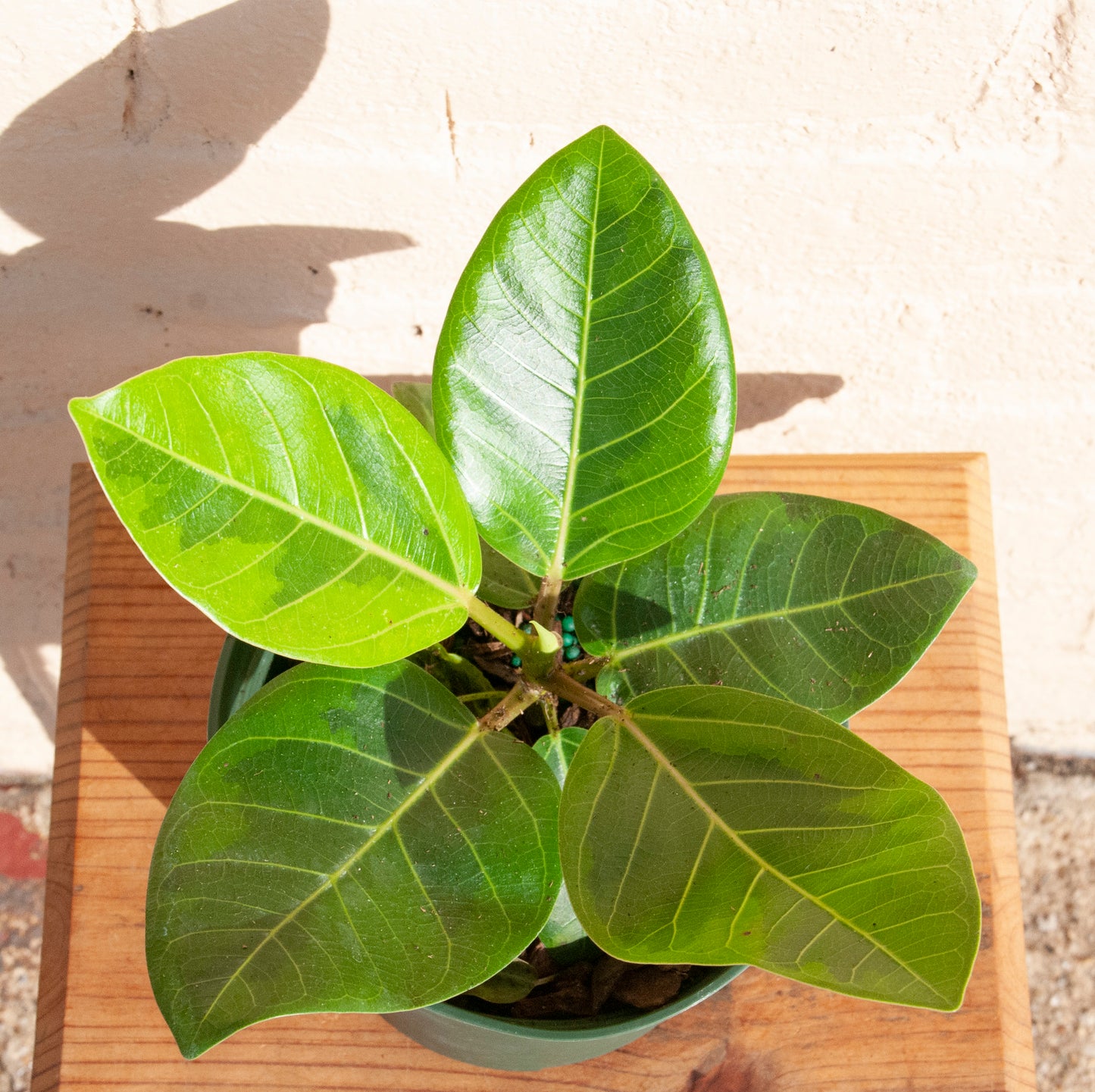 Ficus altissima 'Yellow Gem'