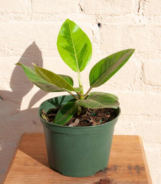 Ficus altissima 'Yellow Gem'