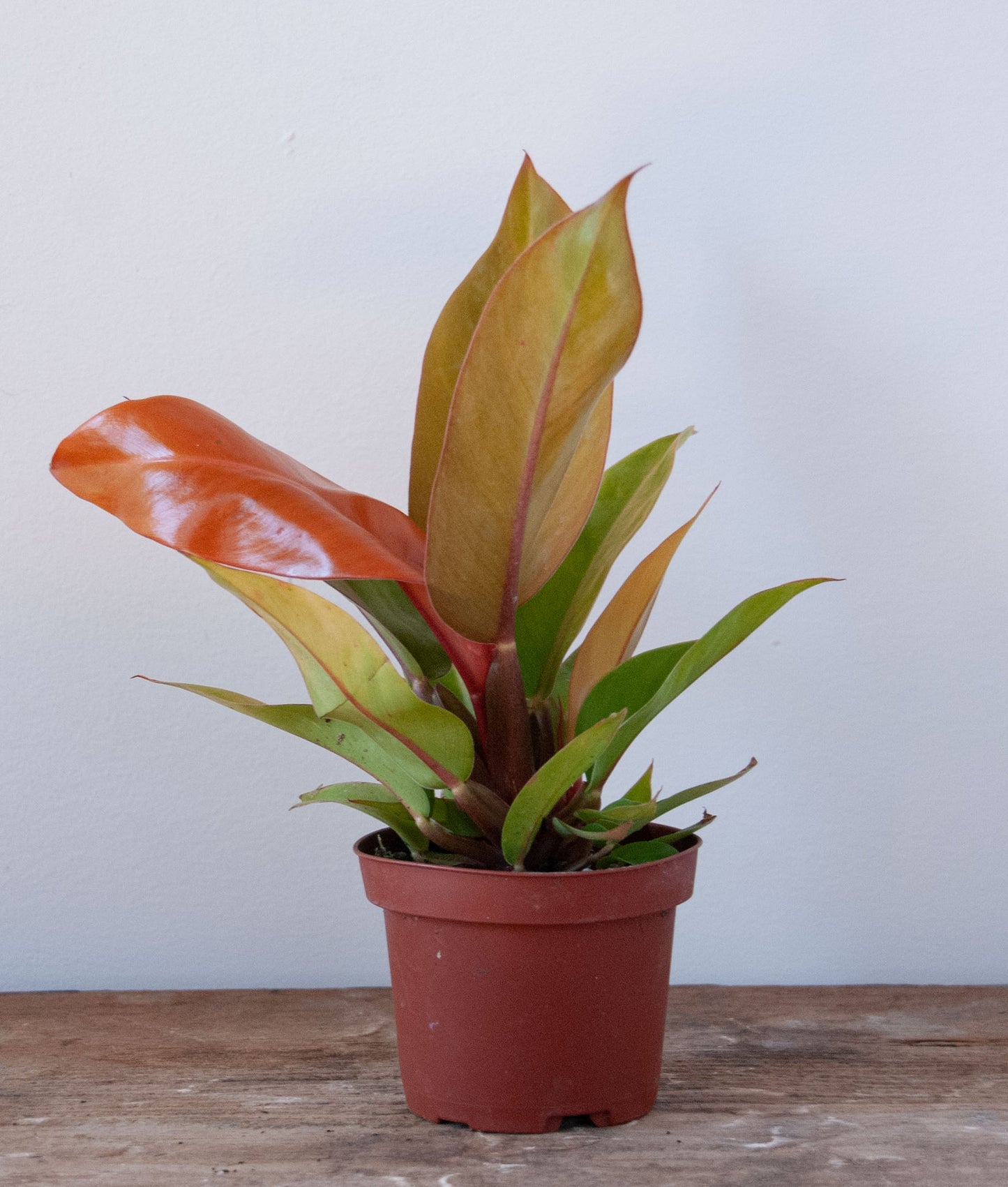 Philodendron Prince of Orange