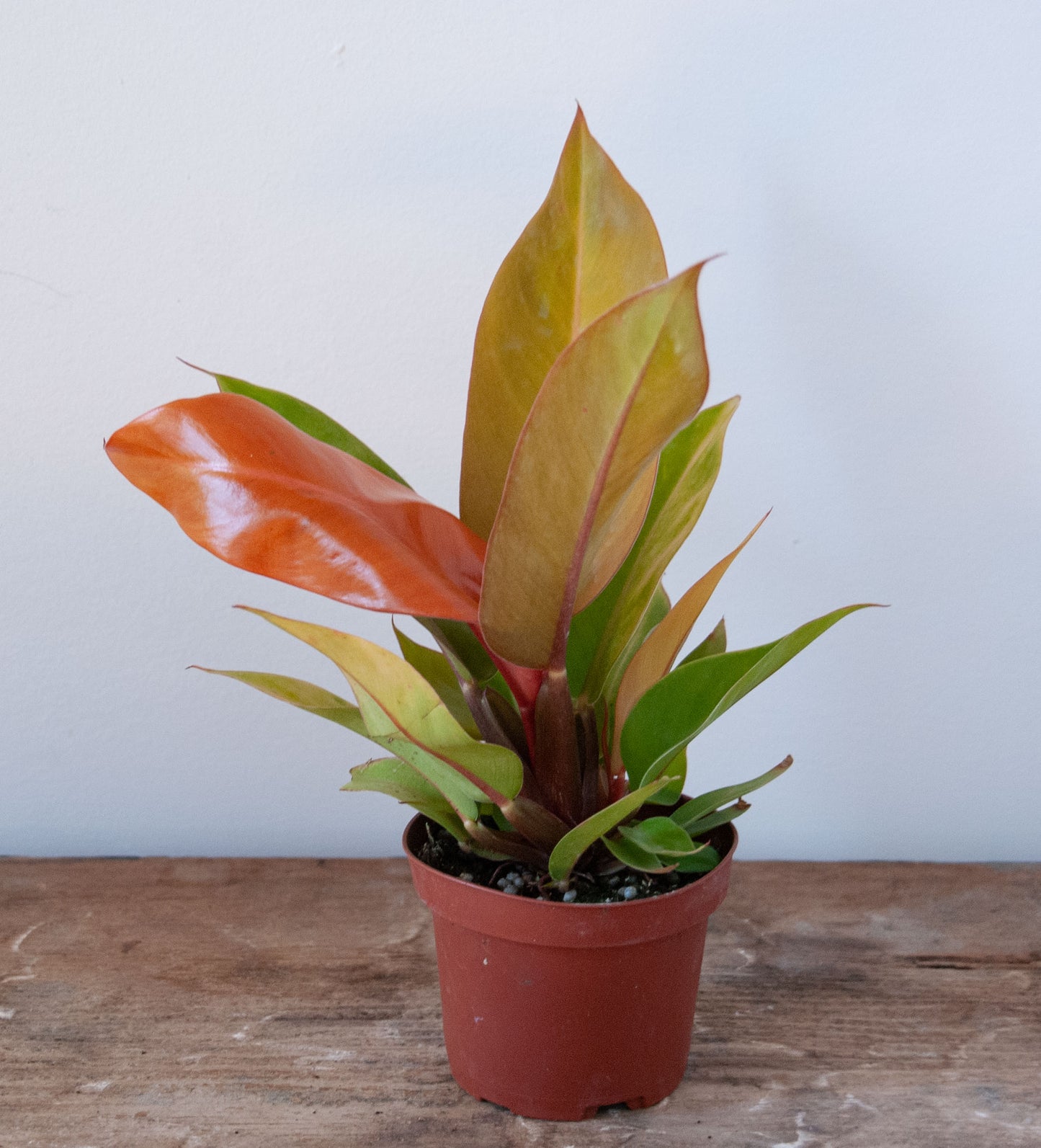 Philodendron Prince of Orange