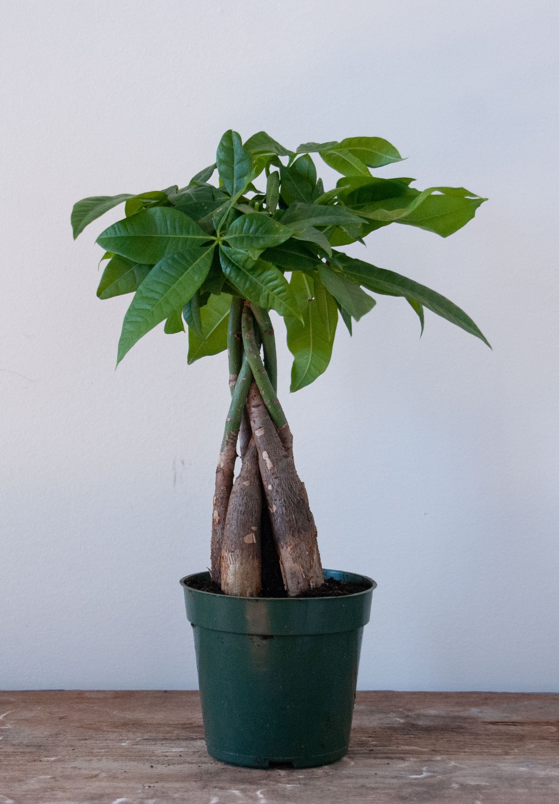 money tree aquatica Pachira aquatica 'Money Tree' – B.Willow