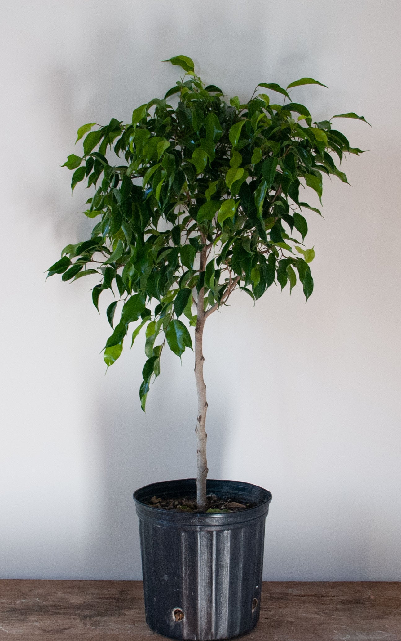 Ficus Benjamina