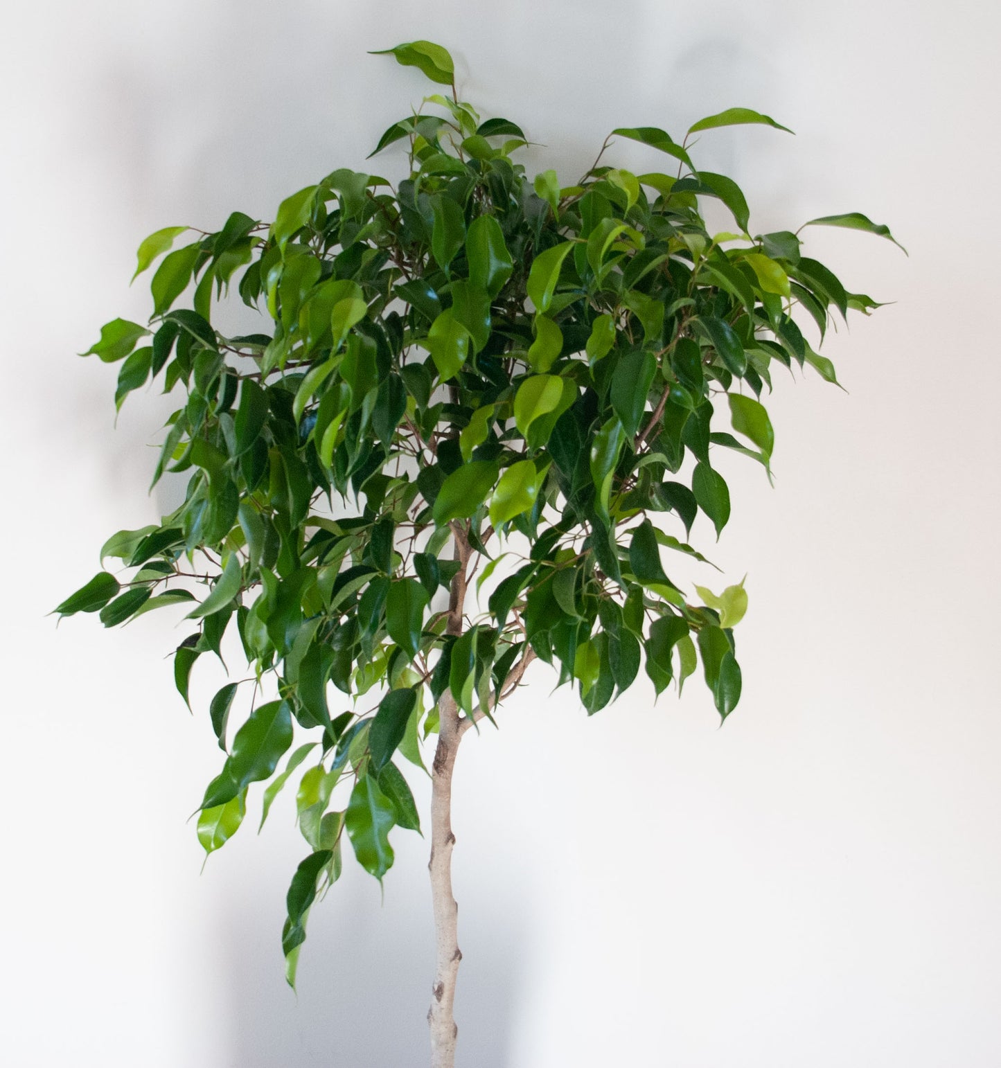 Ficus Benjamina