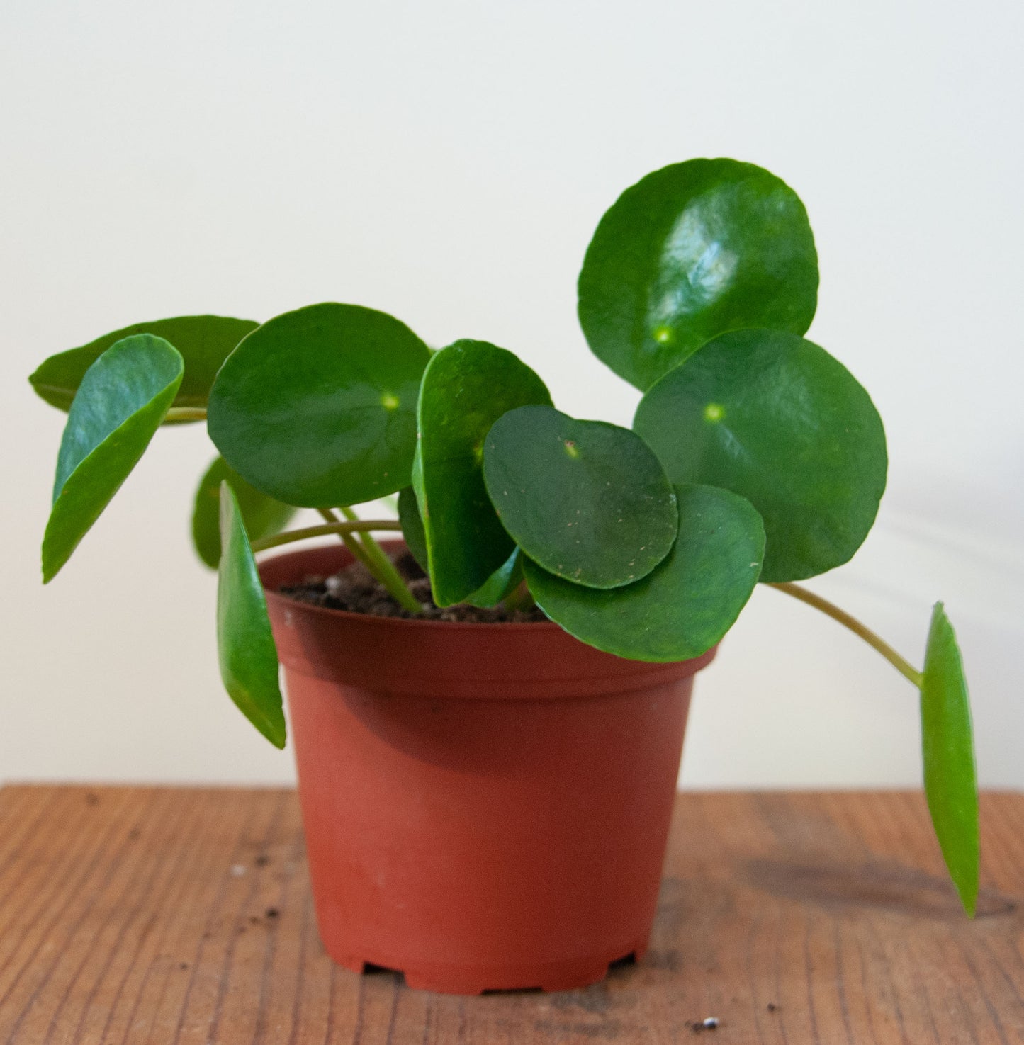 Pilea peperomioides 'UFO Plant'