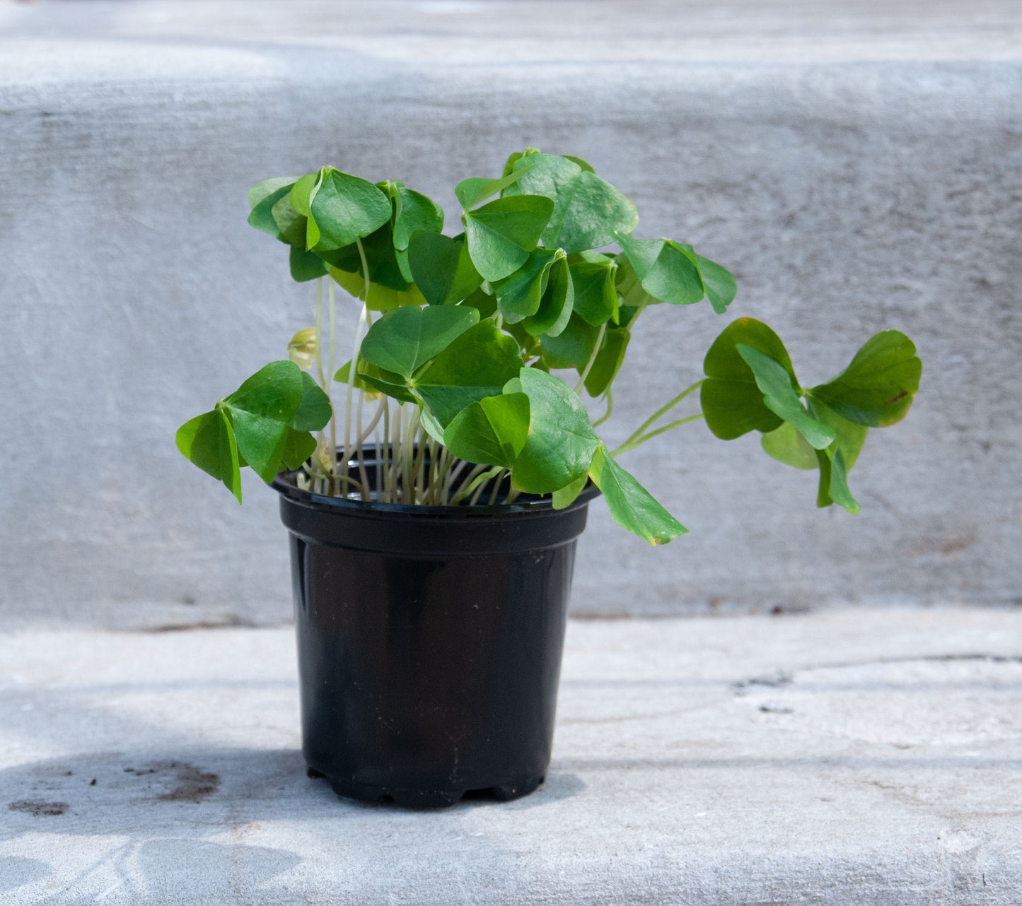 Oxalis 'Lucky'