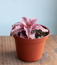 Load image into Gallery viewer, Cryptanthus &#39;Pink Star&#39;
