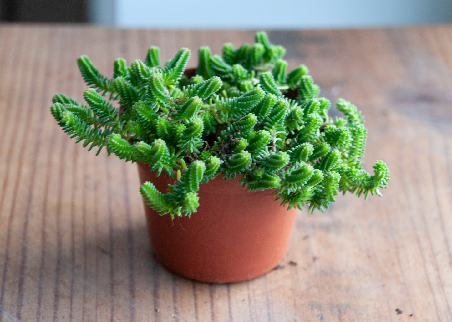 Sedum sexangulare