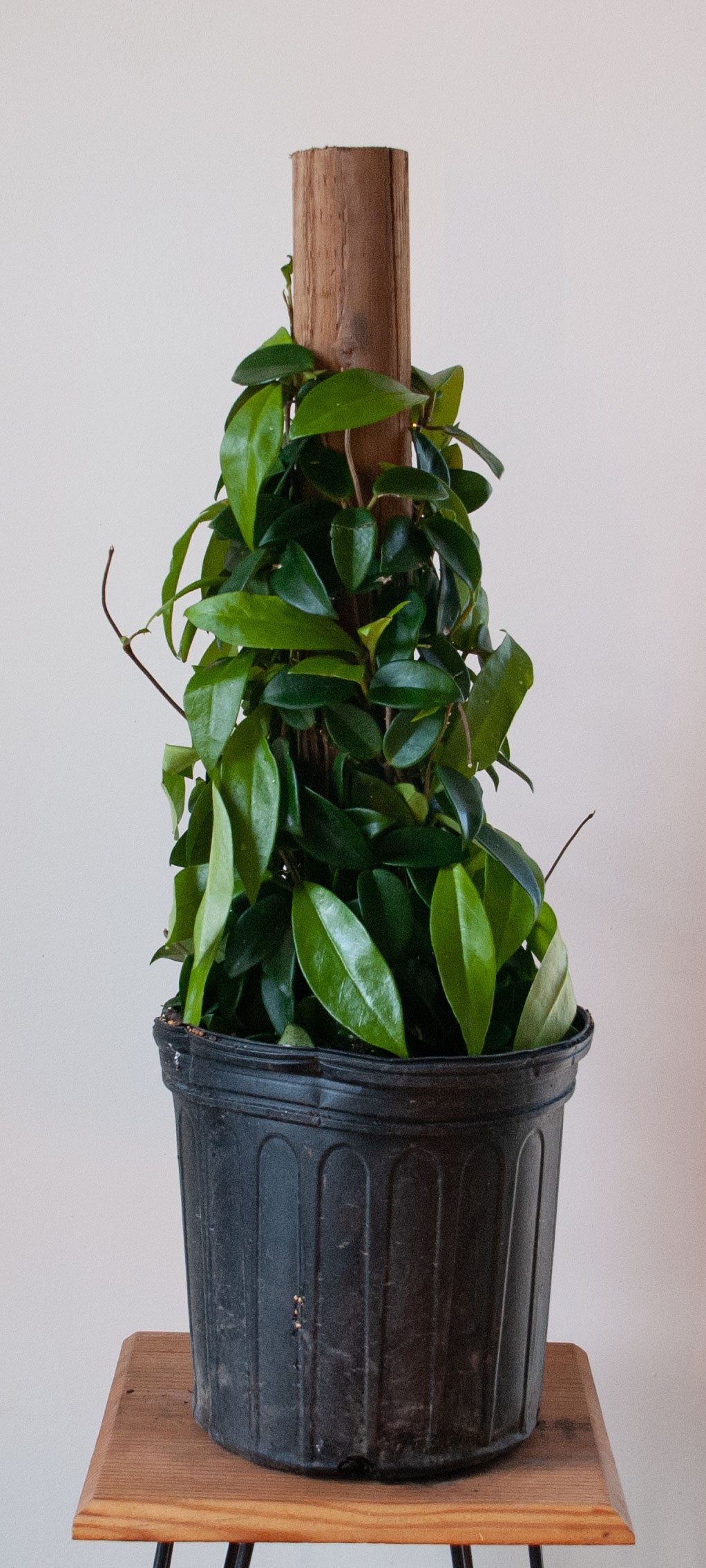 Hoya Jade Carnosa
