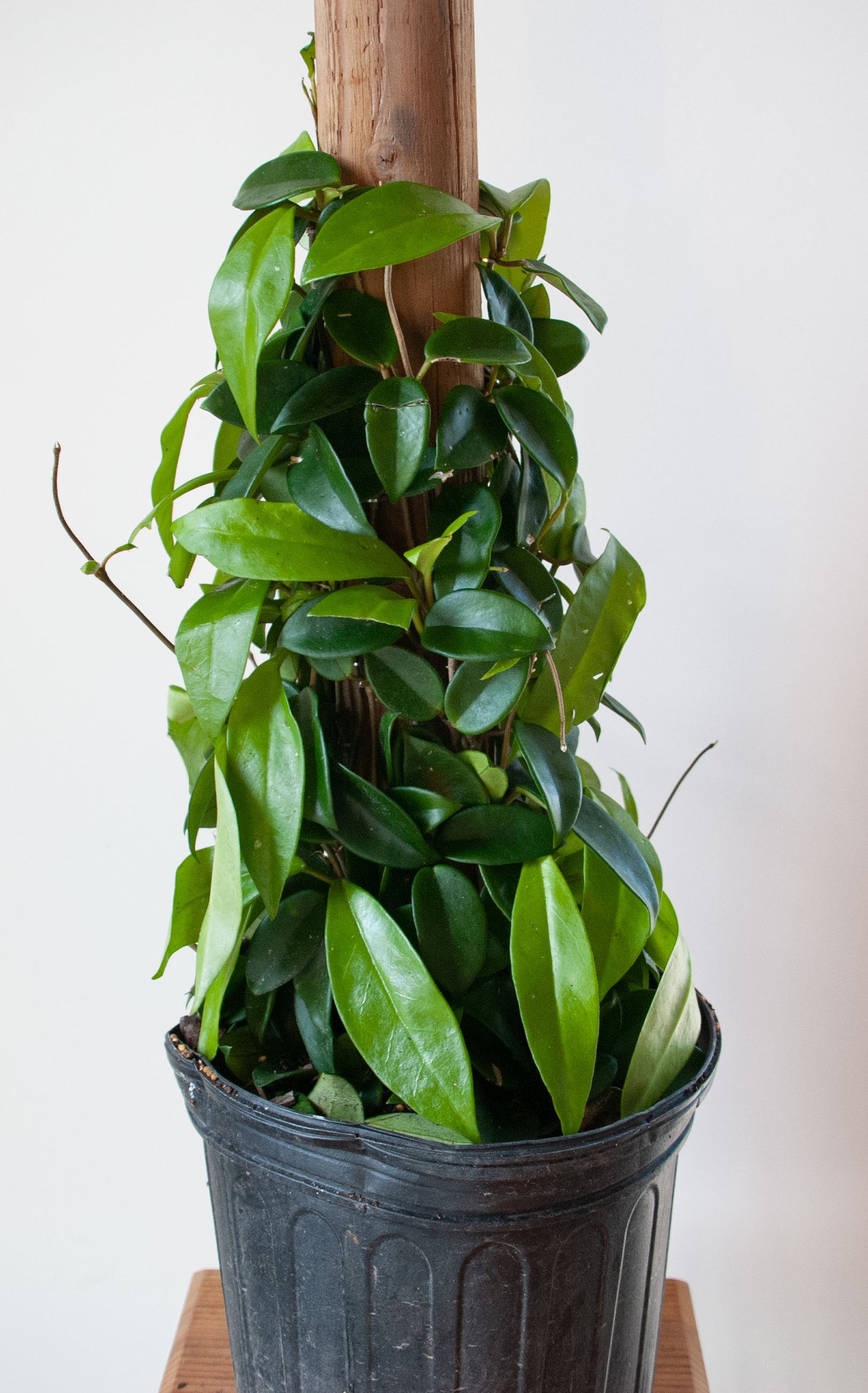 Hoya Jade Carnosa