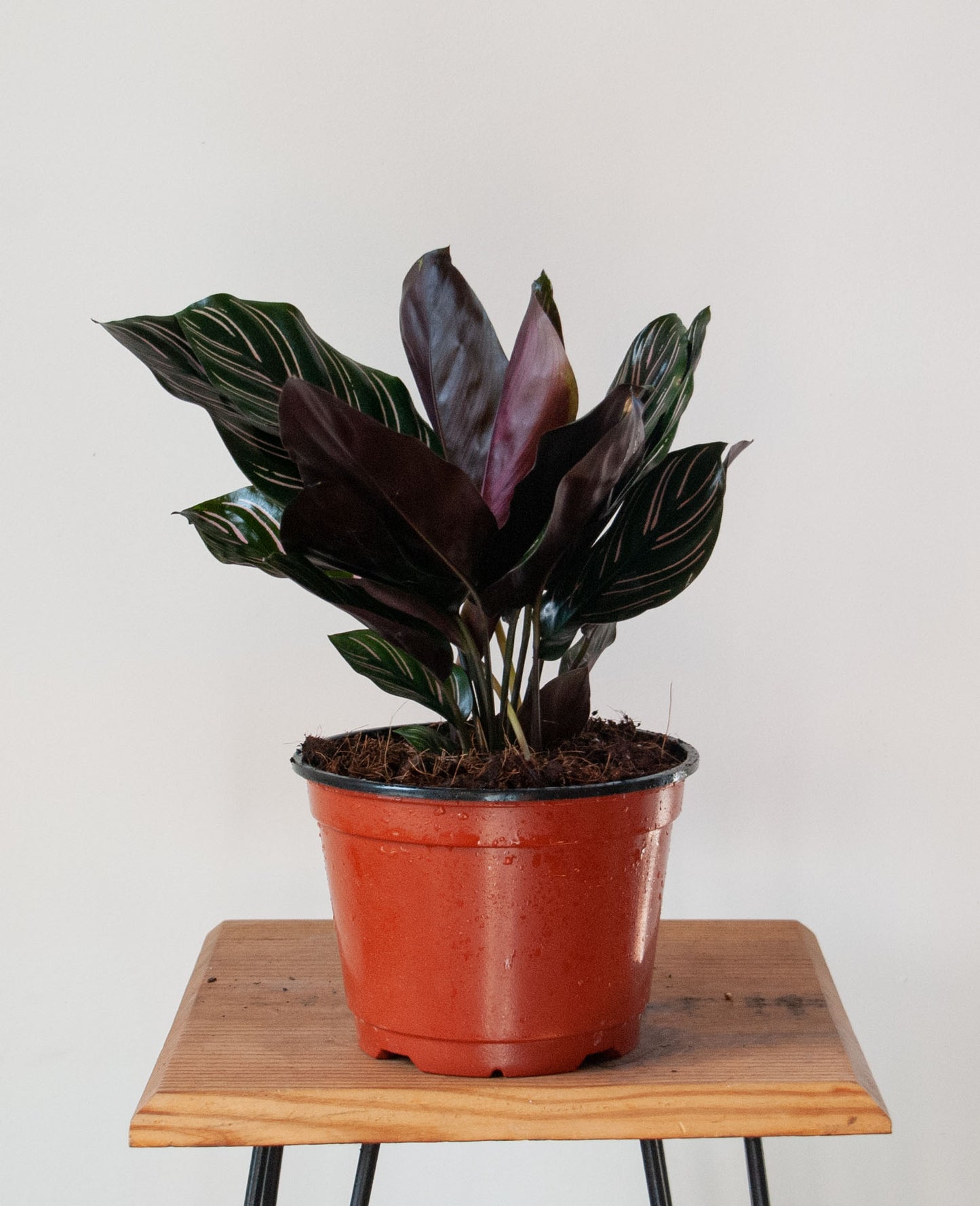 Calathea Ornata 'pinstripe Calathea'