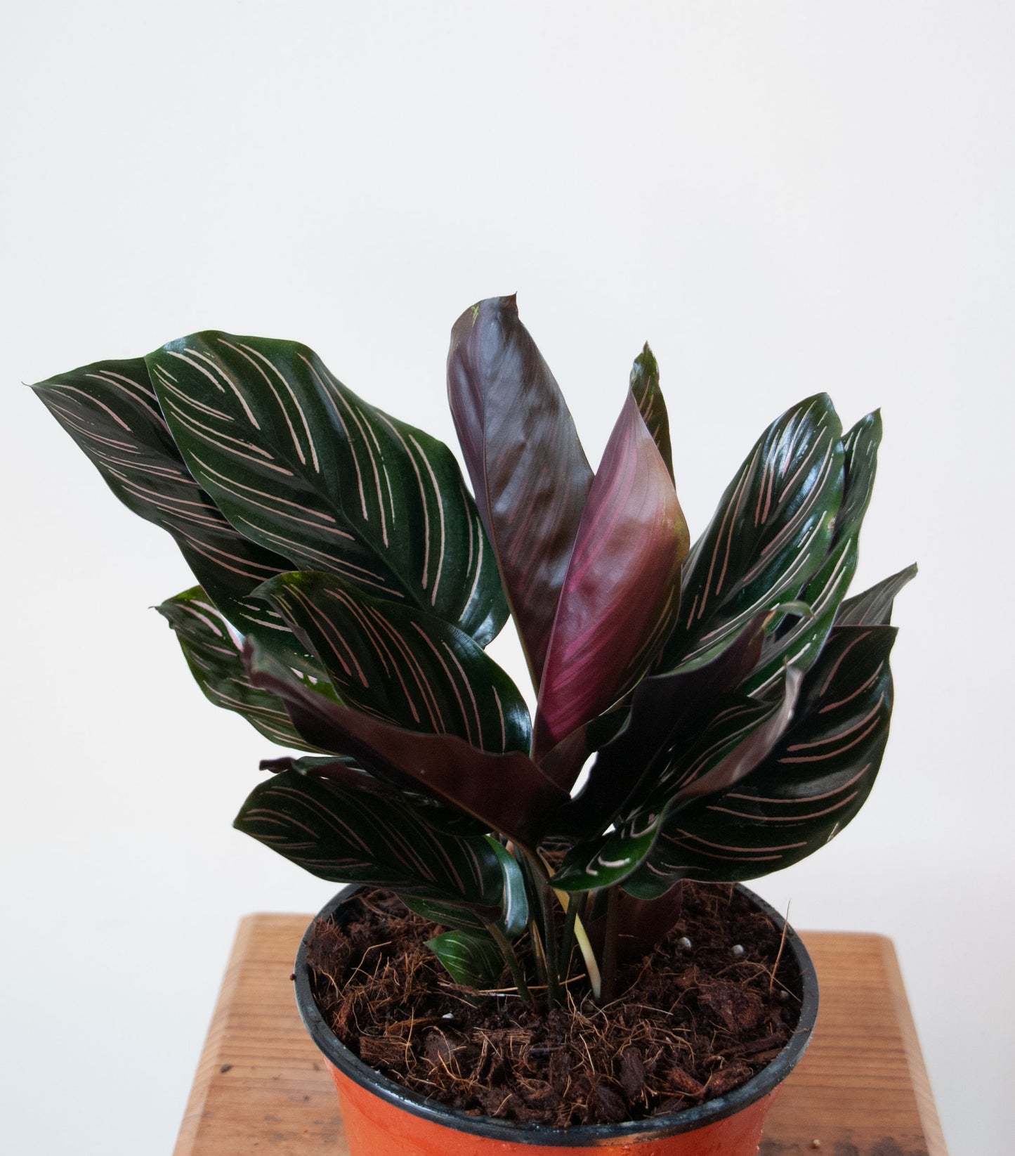 Calathea Ornata 'pinstripe Calathea'