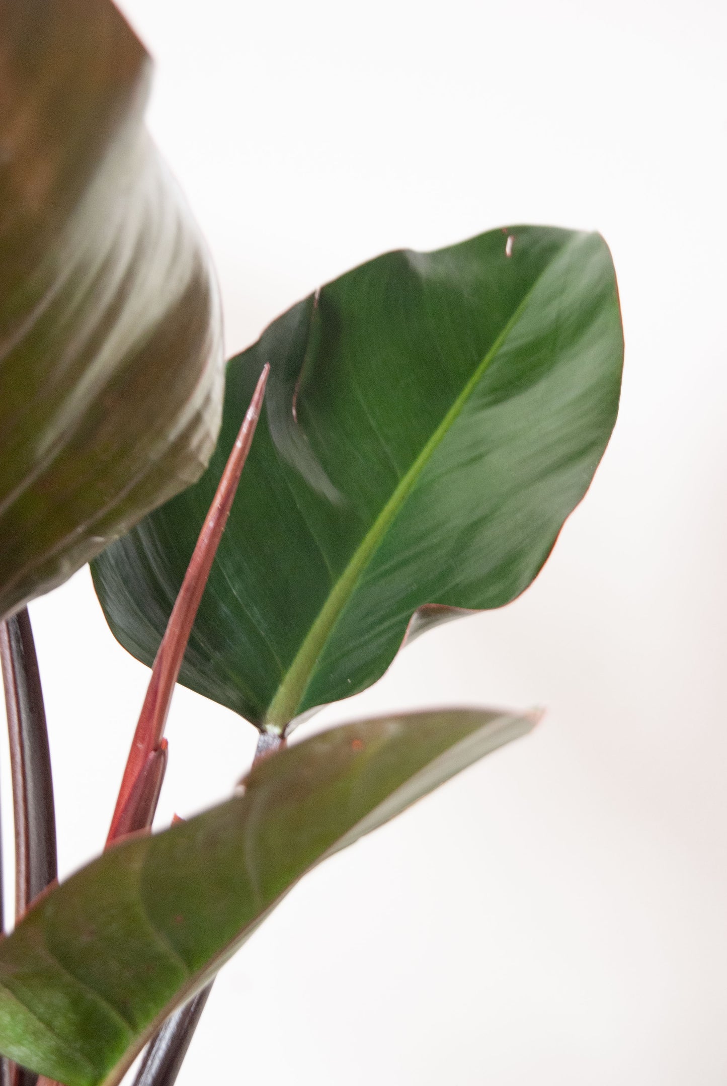 Philodendron 'Rojo Congo'