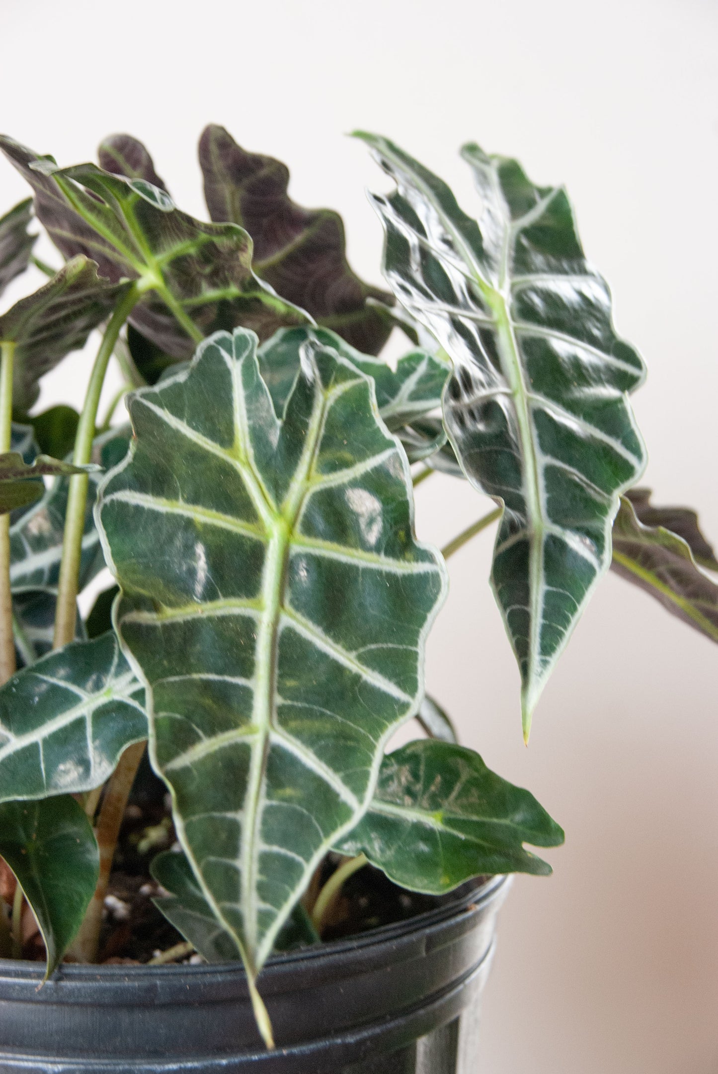 Alocasia amazonica