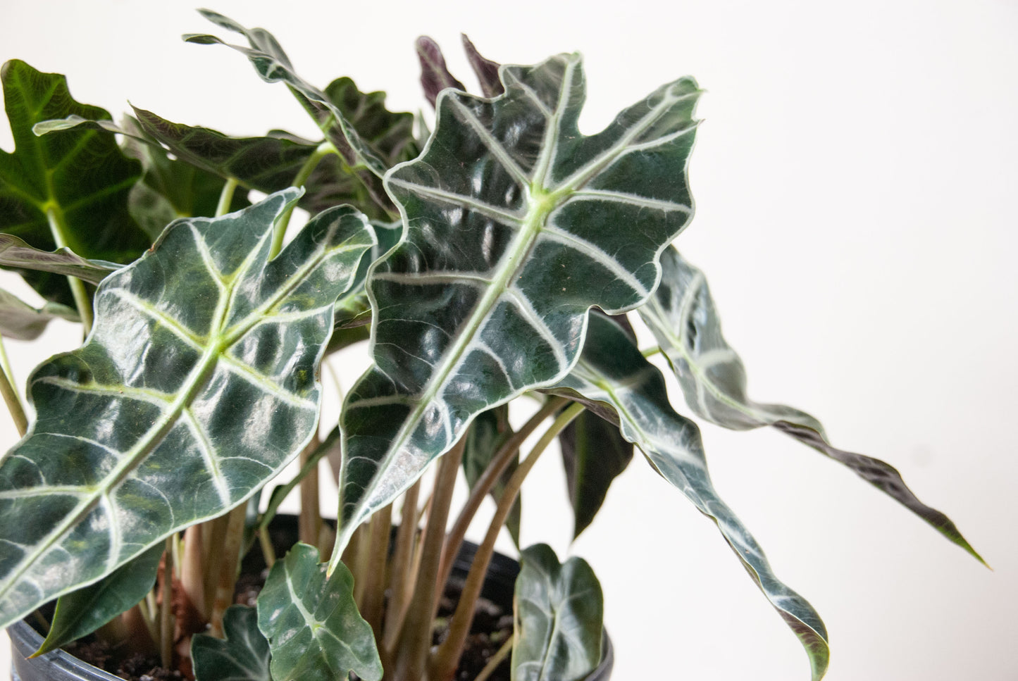 Alocasia amazonica