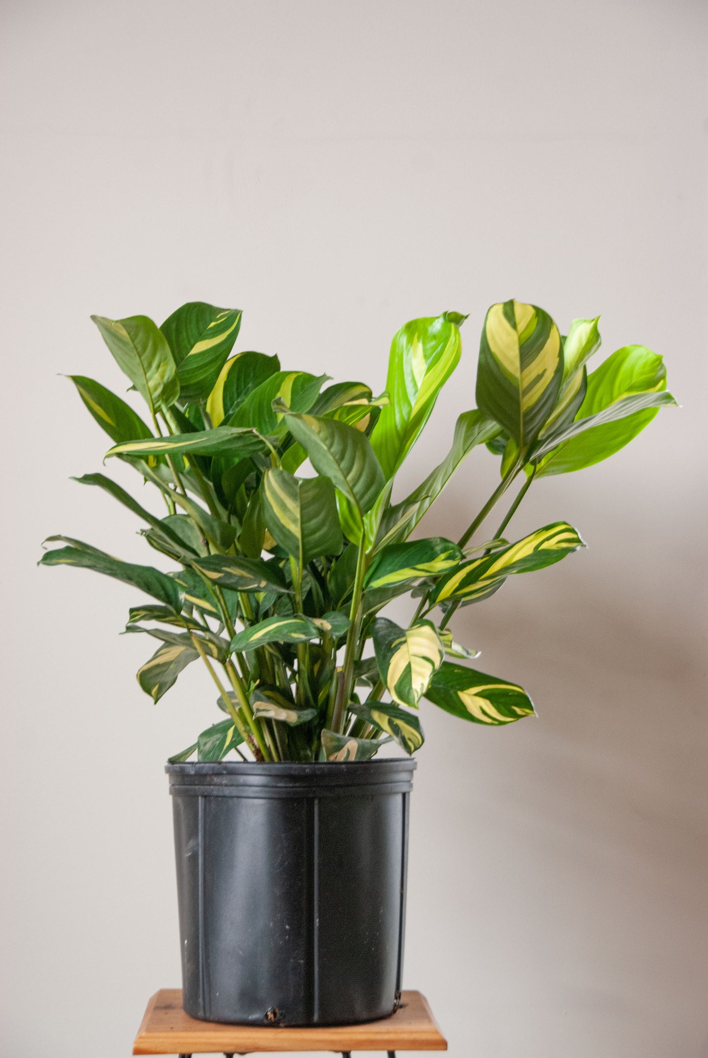 Ctenanthe lubbersiana 'Never Never Plant'