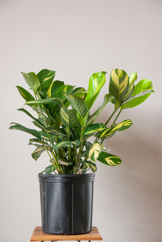 Ctenanthe lubbersiana 'Never Never Plant'