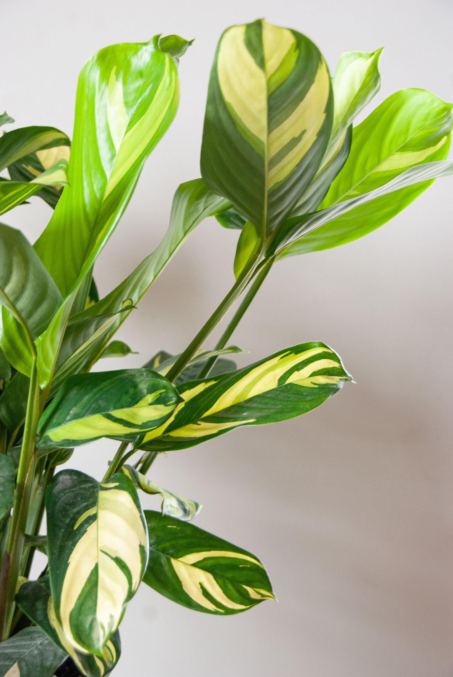Ctenanthe lubbersiana 'Never Never Plant'